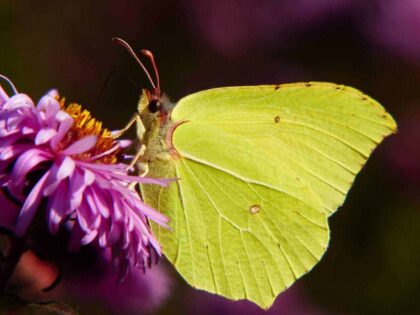 Naturschützer und Zitronenfalter