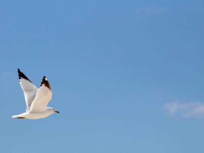 Wie viel Hoffnung hätten Sie denn gern?