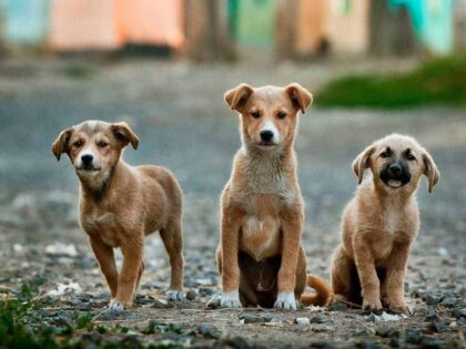 Die hungernden Hunde