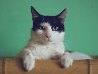 Lebt die Katze noch?