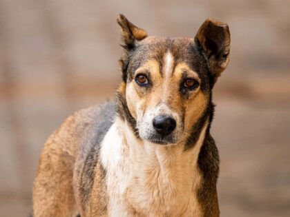 Der Hund der Menschheit