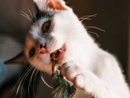 Katz und Maus und Joe Biden
