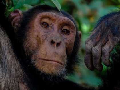 Die Affen im Zoo sind einsam