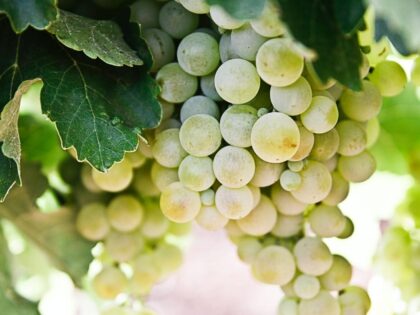 Lecker, diese sauren Trauben!