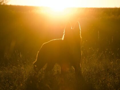 Hund an der Leine