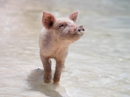 Gut gemacht, Schwein!