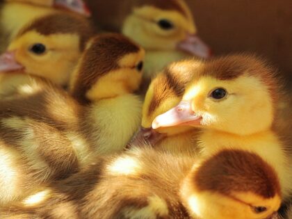 Moralisch ist, was möglich ist – bätschi!
