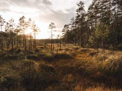 Jede Nacht in Schweden