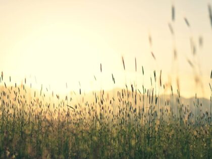 Staat – Freund oder Gegner?