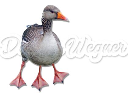 Warum Gänse schon immer 3 Füße hatten