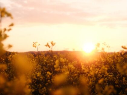 Ob man Mitleid fühlen soll