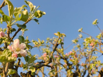 Du aber bist keine Fliege