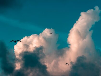 Der Vogel(an)schlag